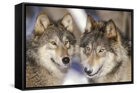 Timber Wolf with Snowy Mouths-null-Framed Stretched Canvas
