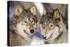 Timber Wolf with Snowy Mouths-null-Stretched Canvas