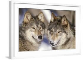 Timber Wolf with Snowy Mouths-null-Framed Photographic Print