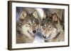 Timber Wolf with Snowy Mouths-null-Framed Photographic Print
