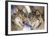 Timber Wolf with Snowy Mouths-null-Framed Photographic Print