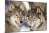 Timber Wolf with Snowy Mouths-null-Mounted Photographic Print