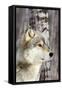 Timber Wolf-null-Framed Stretched Canvas