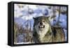 Timber Wolf-null-Framed Stretched Canvas
