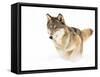 Timber Wolf-Seabug-Framed Stretched Canvas