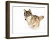 Timber Wolf-Seabug-Framed Photographic Print
