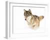 Timber Wolf-Seabug-Framed Photographic Print