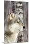 Timber Wolf-null-Mounted Photographic Print