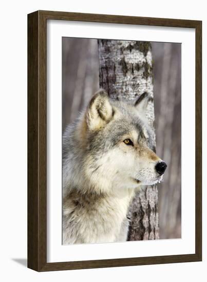 Timber Wolf-null-Framed Photographic Print