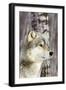 Timber Wolf-null-Framed Photographic Print