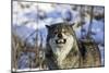 Timber Wolf-null-Mounted Photographic Print