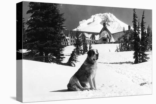 Timberline Lodge and "Lady" the owner's St. Bernard Photograph - Mt. Hood, OR-Lantern Press-Stretched Canvas