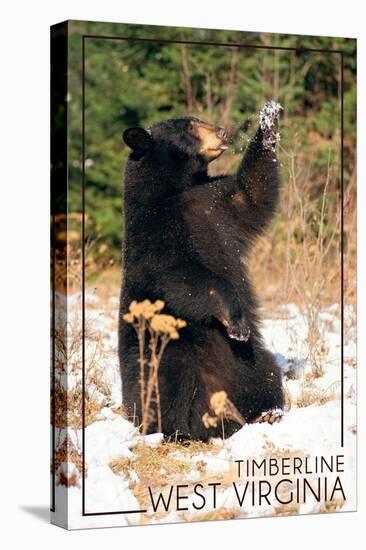 Timberline, West Virginia - Bear Playing with Snow-Lantern Press-Stretched Canvas
