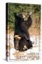 Timberline, West Virginia - Bear Playing with Snow-Lantern Press-Stretched Canvas