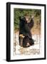 Timberline, West Virginia - Bear Playing with Snow-Lantern Press-Framed Art Print