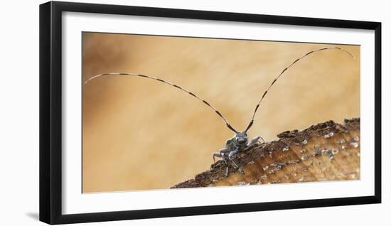 Timberman Beetle (Acanthocinus Aedili) Showing Antennae Which Are Four Times The Length Of Its Body-Jussi Murtosaari-Framed Photographic Print