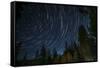 Time Lapse Photograph Showing Star Trails Above the Forest Near Lake Tahoe, California-James White-Framed Stretched Canvas