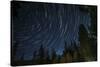 Time Lapse Photograph Showing Star Trails Above the Forest Near Lake Tahoe, California-James White-Stretched Canvas