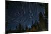 Time Lapse Photograph Showing Star Trails Above the Forest Near Lake Tahoe, California-James White-Mounted Photographic Print