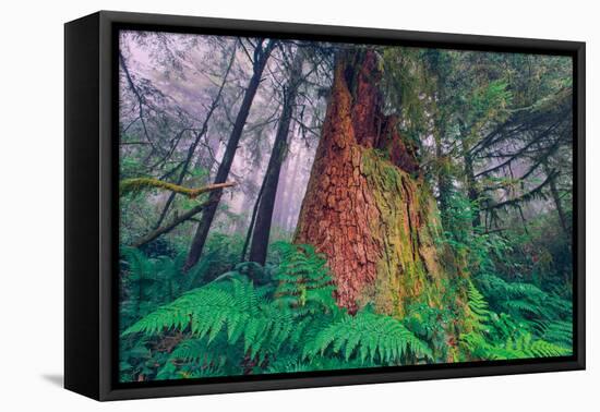 Time Tree, California Redwood Coast-null-Framed Stretched Canvas