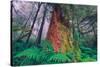 Time Tree, California Redwood Coast-null-Stretched Canvas