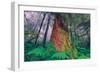 Time Tree, California Redwood Coast-null-Framed Premium Photographic Print