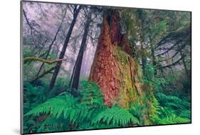 Time Tree, California Redwood Coast-null-Mounted Premium Photographic Print