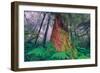 Time Tree, California Redwood Coast-null-Framed Photographic Print