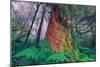 Time Tree, California Redwood Coast-null-Mounted Photographic Print