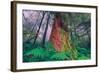 Time Tree, California Redwood Coast-null-Framed Photographic Print