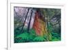 Time Tree, California Redwood Coast-null-Framed Photographic Print