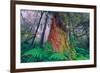 Time Tree, California Redwood Coast-null-Framed Photographic Print