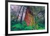 Time Tree, California Redwood Coast-null-Framed Photographic Print