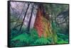 Time Tree, California Redwood Coast-null-Framed Stretched Canvas