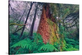 Time Tree, California Redwood Coast-null-Stretched Canvas