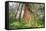 Time Tree, Nothern California Coast Redwoods-Vincent James-Framed Stretched Canvas