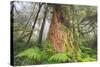 Time Tree, Nothern California Coast Redwoods-Vincent James-Stretched Canvas