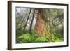 Time Tree, Nothern California Coast Redwoods-Vincent James-Framed Photographic Print