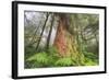 Time Tree, Nothern California Coast Redwoods-Vincent James-Framed Photographic Print