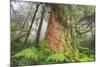 Time Tree, Nothern California Coast Redwoods-Vincent James-Mounted Photographic Print