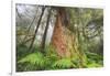 Time Tree, Nothern California Coast Redwoods-Vincent James-Framed Photographic Print