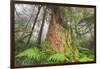 Time Tree, Nothern California Coast Redwoods-Vincent James-Framed Photographic Print