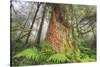 Time Tree, Nothern California Coast Redwoods-Vincent James-Stretched Canvas