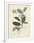 Gramercy White