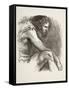 Timon in His Cave in Timon of Athens, from 'The Illustrated Library Shakespeare', Published…-null-Framed Stretched Canvas