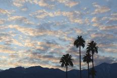 A Group of California Fan Palms with Mountains, Clouds and Sky Beyond-Timothy Hearsum-Photographic Print