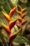 Close up View of Yellow-Edged Red Canna Lily Blossom in Garden Setting-Timothy Hearsum-Photographic Print