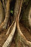Prop Roots of Hawaiian Hala Trees-Timothy Hearsum-Photographic Print
