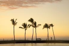 Row of Palm Trees along Breakwater at Sunset-Timothy Hearsum-Photographic Print