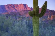 Saguaro Cacti with Red Mesa and Sky Beyond-Timothy Hearsum-Photographic Print